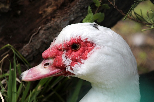 内外展现的 内外展现的