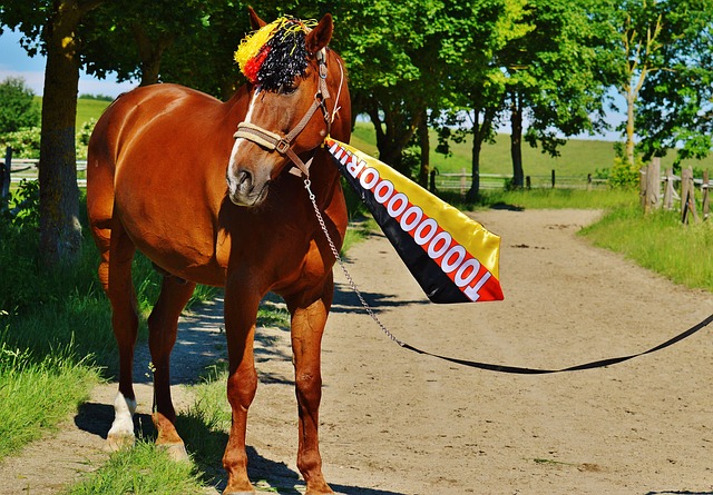 球联赛之一 球联赛之一