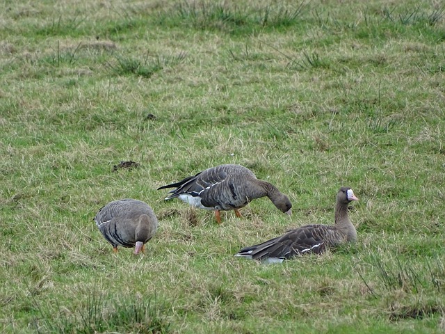 逼平强大的 逼平强大的